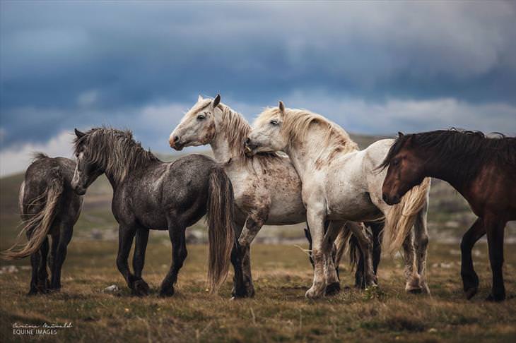 Fotos de Cavalos 