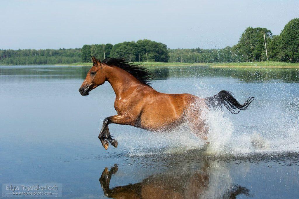 Fotos de Cavalos 
